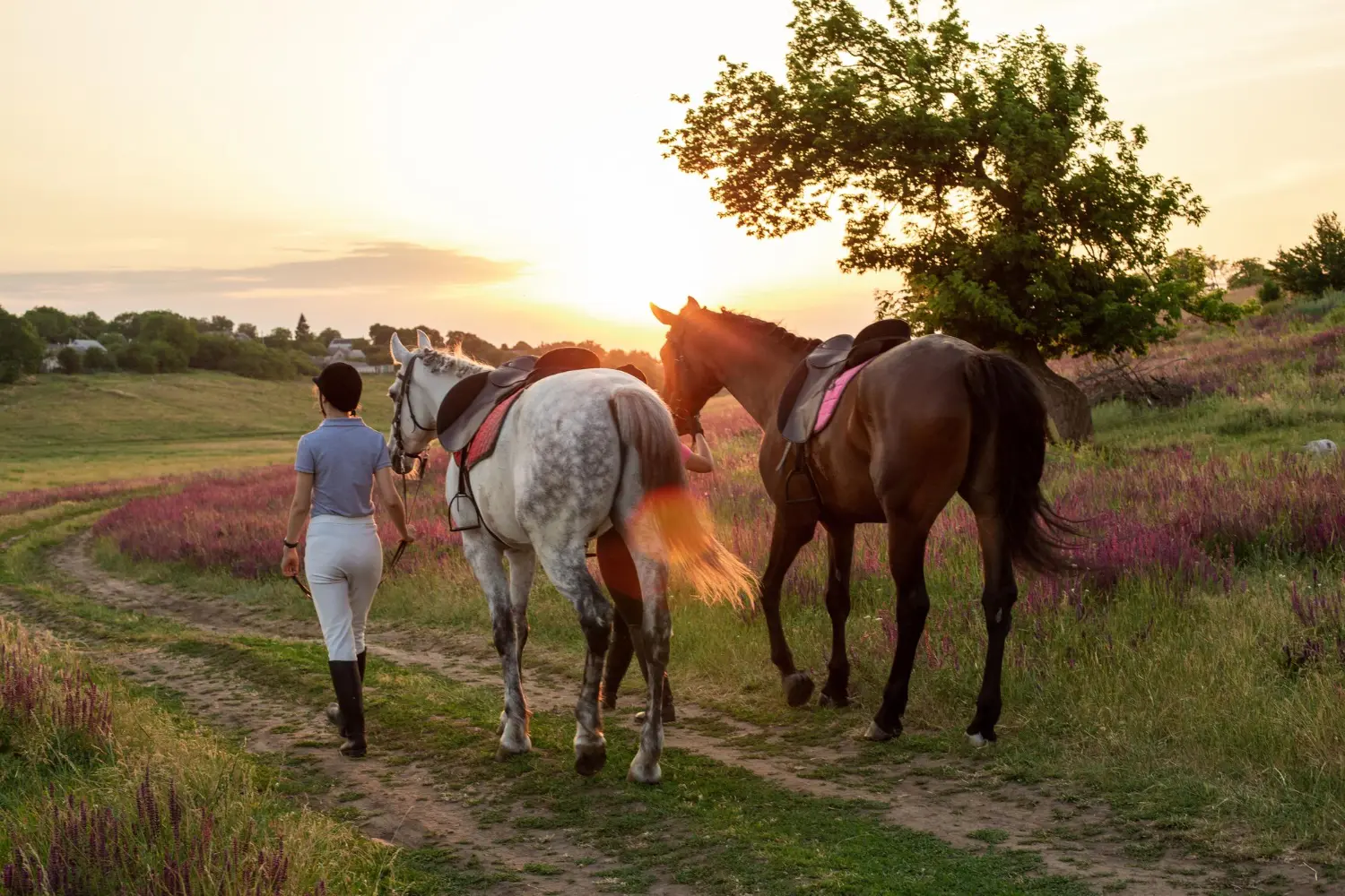 two cute horses loking over the fance